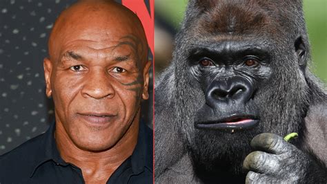 Mike Tyson Almost Had A Fight With A Silverback Gorilla With The