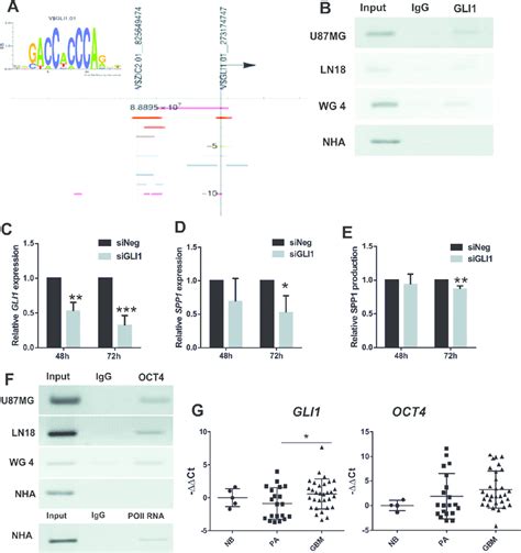 Gli1 And Oct4 Participate In Transcriptional Regulation Of Spp1 Download Scientific Diagram