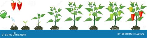 Life Cycle Of Pepper Plant Stages Of Pepper Growth From Seed And