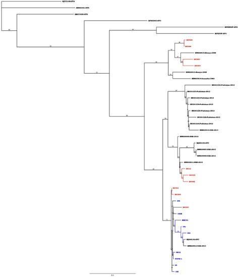 Phylogenetic Tree For The Rdrp Gene Of Dchev Red Colored Sequences