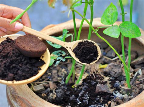 Café En Las Plantas Beneficios Y Precauciones