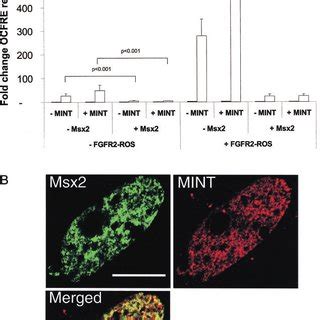 Mint Requires Runx Activation Domain Ad To Enhance Fgf Dependent