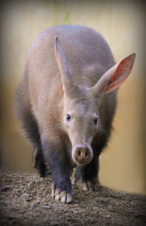 Aardvark Tongue