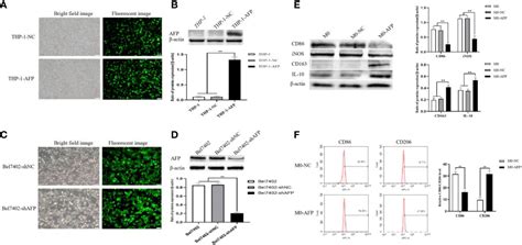 Frontiers Alpha Fetoprotein Promotes Polarization Of Macrophages