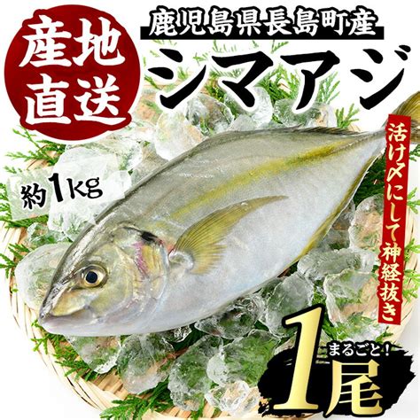 【楽天市場】【ふるさと納税】鹿児島県長島町産 シマアジ約10kg・1匹国産 鹿児島県産 鯵 あじ しまあじ 冷蔵 活け〆 海鮮 海産物