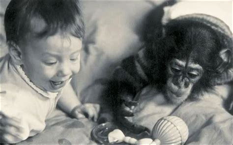 WATCH: Did chimp really turned into human in nine-month-long experiment? - ARY NEWS