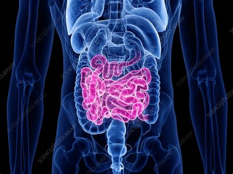 Small Intestine Illustration Stock Image F Science Photo