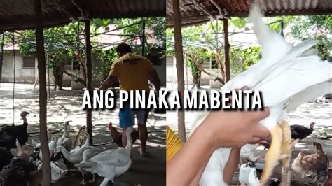 Ano Ang Pinaka Mabenta Bibe Pabo O Manok Kabackyard YouTube