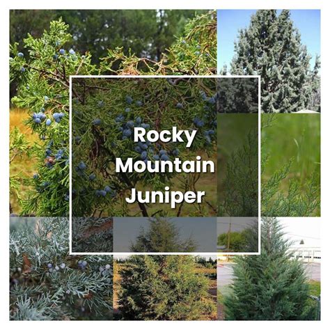 How To Grow Rocky Mountain Juniper Plant Care Tips Norwichgardener