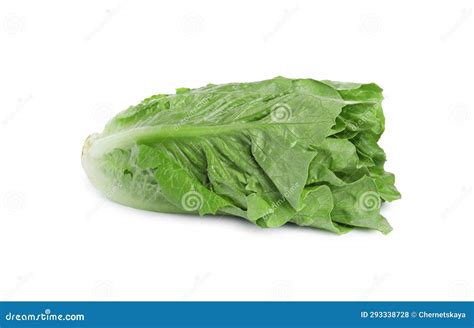 Fresh Green Romaine Lettuce Isolated On White Stock Photo Image Of