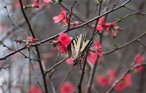 Wallpaper Flowers Garden Nature Tiger Macro Branch Butterfly Insect Yellow Blossoms