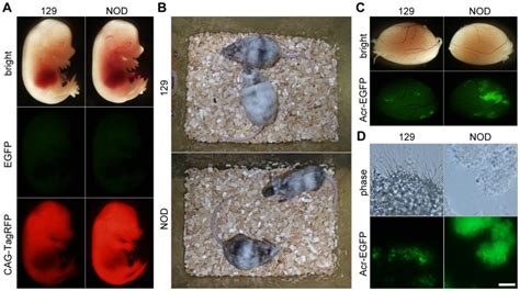 A Contribution Of IPSCs To Mouse Embryonic Development Embryos Were