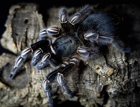 Costa Rican Zebra Aphonopelma Seemanni Tarantula Lab