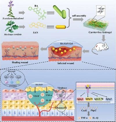 Natural Carrier Free Binary Small Molecule Self Assembled Hydrogel