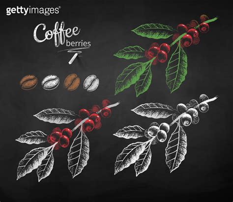 Chalk drawn set of coffee branch with berries 이미지 1162972314 게티이미지뱅크