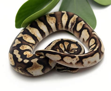 Pastel Calico (Female) - Dynasty Reptiles