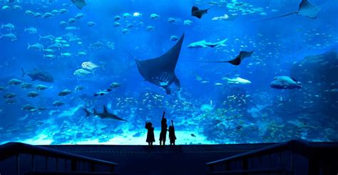 Singapore: S.E.A. Aquarium Entrance Ticket | GetYourGuide