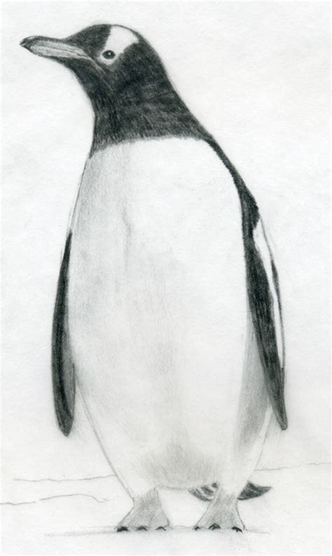 How To Draw A Penguin