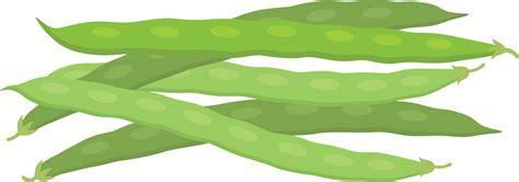 Green beans illustration 24148545 Vector Art at Vecteezy