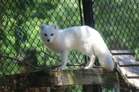 Arctic Fox Zoochat