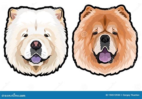 Chowchow Cartoons Illustrations Vector Stock Images Pictures