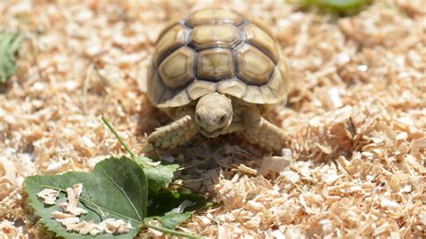 5 Best Substrate Options For Sulcata Tortoise [Buying Guide] – The ...