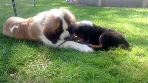 St Bernard Rottweiler Mix