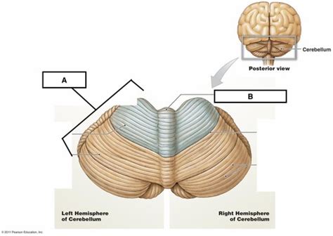 Cerebellum Flashcards Quizlet