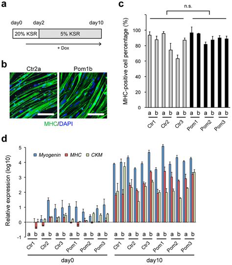 Characterization Of Differentiated Myocytes Derived From IPSC MyoD A