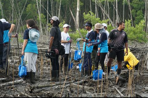 Keluasan Hutan Bakau Negara Hanya Tinggal Peratus Kosmo Digital