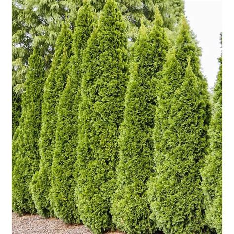 Spring Hill Nurseries Emerald Green Upright Arborvitae Potted Evergreen Shrub Hedge Kit 3 Ft