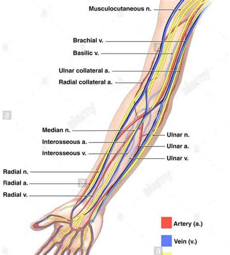 Upper Limb Veins Abr The Superficial And Deep Veins Of Upper Limb Are Discussed In This There Is