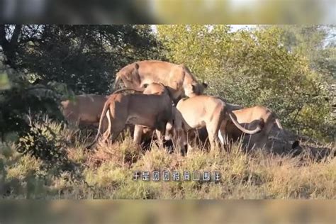 几头狮子趴地上刨疣猪洞，本想饱餐一顿，结局却让人意外猪洞狮子结局