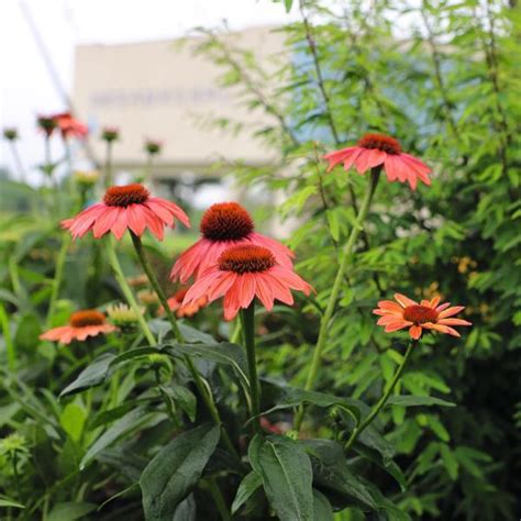 Coneflower Echinacea Purpurea Pollynation™ Orange Red From Swift