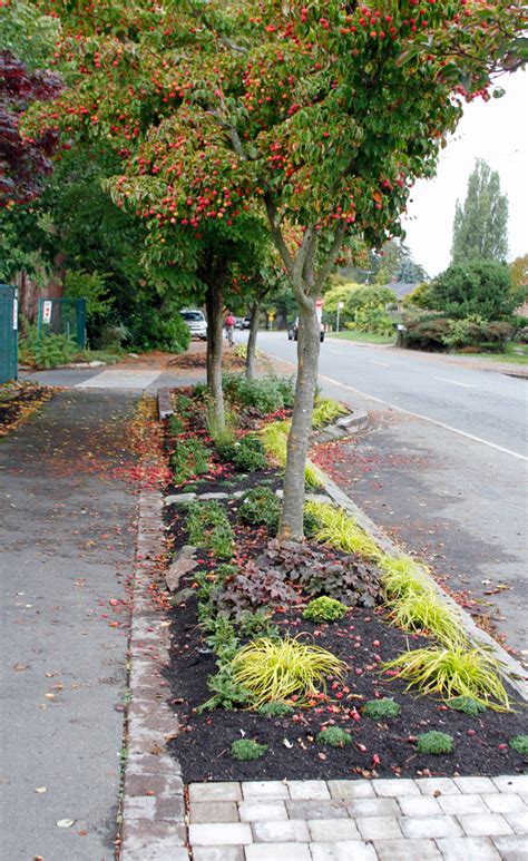 Planting A Parking Strip Garden — Seattles Favorite Garden Store Since