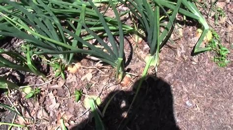 Onion Seedlings Falling Over