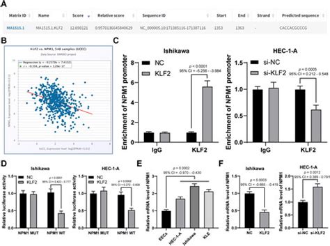 Full Article Klf2 Transcription Suppresses Endometrial Cancer Cell