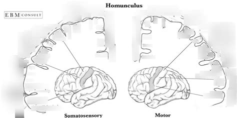 homunculus Diagram | Quizlet