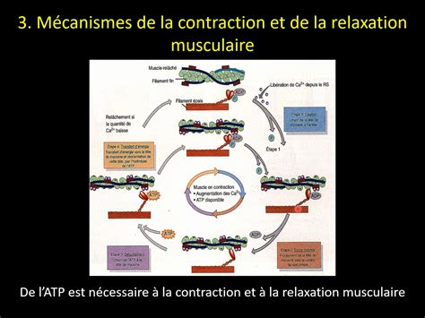 UTLN Pod Cm2 Physiologie Musculaire Commenté