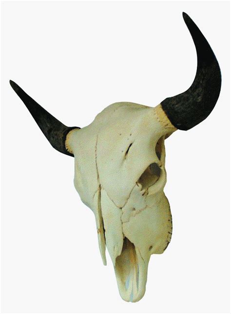 Bison Skull, HD Png Download , Transparent Png Image - PNGitem