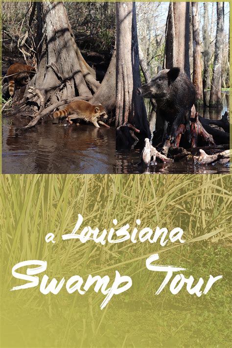 A Louisiana Swamp Tour ★ I Travel For The Stars Travel Blog