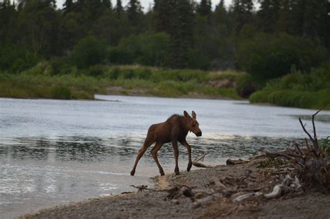 The Nushagak River - Alaska Kingfishers is awesome, Book Now