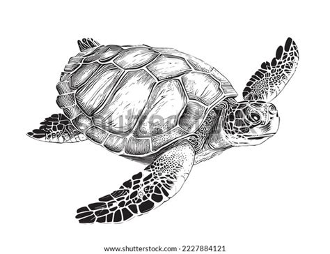 Sea Turtle Hand Drawn Engraving Style Stock Vector Royalty Free