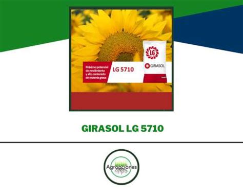 Semilla De Girasol Lg Limagrain Agroads