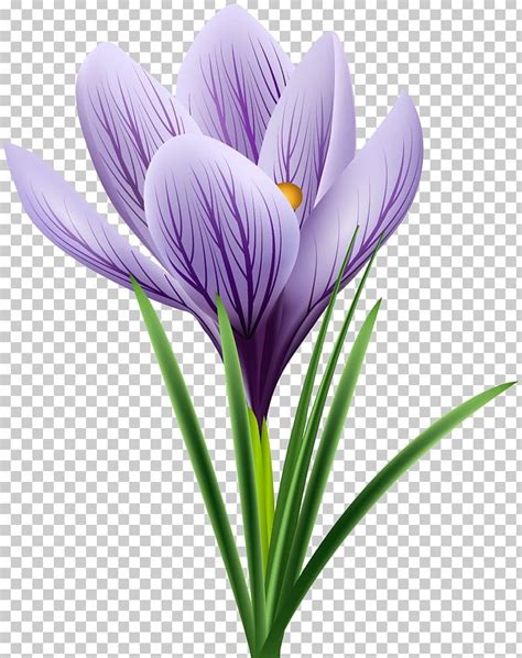 Crocus Vernus Crocus Flavus Flower Crocus Chrysanthus Png Clipart Art