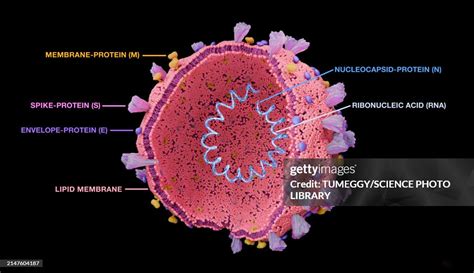 Coronavirus Structure Illustration High-Res Vector Graphic - Getty Images