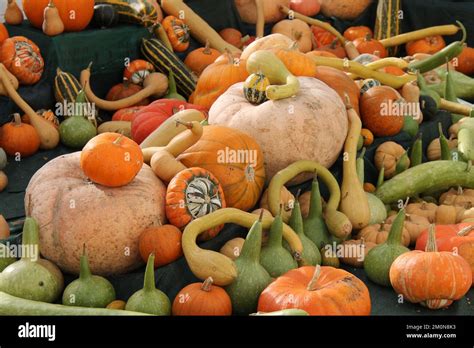 A Colourful Display Of Fresh Pumpkins And Squashes Stock Photo Alamy