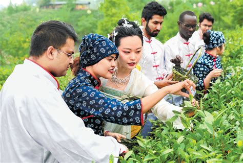 体验中国茶文化 大河网