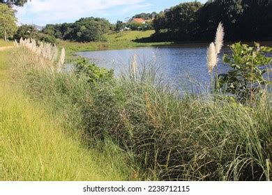 Sao Paulo Brazil Parks Public Spaces Stock Photo 2238712115 | Shutterstock