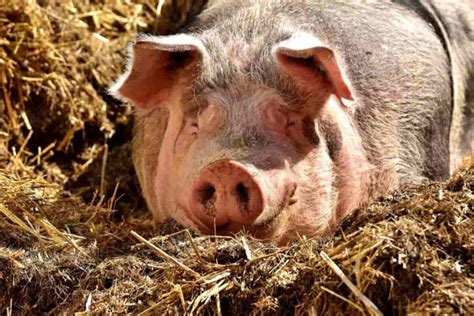 Pig Diseases Symptoms And Treatment Start Farming Now